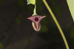 Pipevine, Aristolochia macrophylla