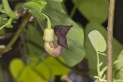 Pipevine, Aristolochia macrophylla