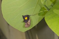 Pipevine, Aristolochia macrophylla