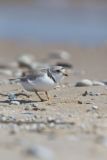 Piping Plover, Charadrius melodus