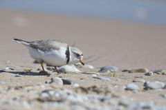 Piping Plover, Charadrius melodus