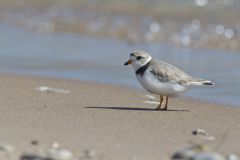 Piping Plover, Charadrius melodus