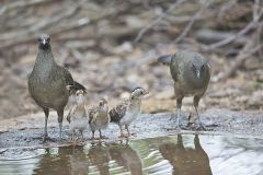 Plain Chachalaca, Ortalis vetula