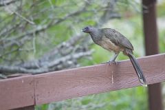 Plain Chachalaca