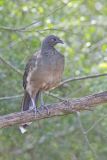 Plain Chachalaca, Ortalis vetula