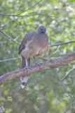 Plain Chachalaca, Ortalis vetula