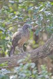 Plain Chachalaca, Ortalis vetula