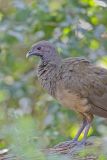 Plain Chachalaca, Ortalis vetula