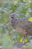 Plain Chachalaca, Ortalis vetula