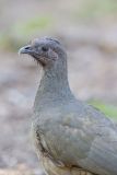 Plain Chachalaca, Ortalis vetula