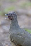 Plain Chachalaca, Ortalis vetula