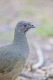 Plain Chachalaca, Ortalis vetula