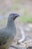 Plain Chachalaca, Ortalis vetula