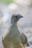Plain Chachalaca, Ortalis vetula
