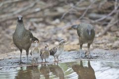Plain Chachalaca, Ortalis vetula
