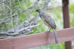 Plain Chachalaca, Ortalis vetula