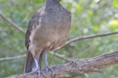 Plain Chachalaca, Ortalis vetula