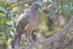 Plain Chachalaca, Ortalis vetula