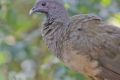 Plain Chachalaca, Ortalis vetula