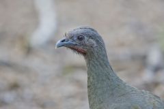Plain Chachalaca, Ortalis vetula