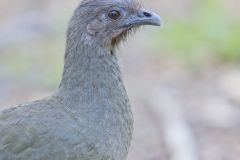 Plain Chachalaca, Ortalis vetula