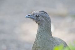 Plain Chachalaca, Ortalis vetula