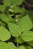 Pointed-leaved Tick-Trefoil, Hylodesmum glutinosum