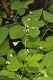 Pointed-leaved Tick-Trefoil, Hylodesmum glutinosum