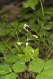 Pointed-leaved Tick-Trefoil, Hylodesmum glutinosum