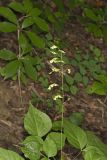 Pointed-leaved Tick-Trefoil, Hylodesmum glutinosum