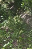 Pointed-leaved Tick-Trefoil, Hylodesmum glutinosum