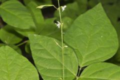 Pointed-leaved Tick-Trefoil, Hylodesmum glutinosum