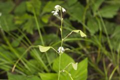 Pointed-leaved Tick-Trefoil, Hylodesmum glutinosum