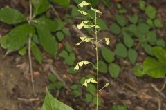 Pointed-leaved Tick-Trefoil, Hylodesmum glutinosum