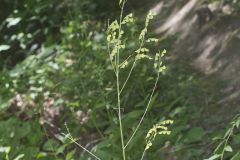 Pointed-leaved Tick-Trefoil, Hylodesmum glutinosum