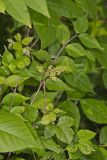 Poison Ivy, Toxicodendron radicans