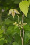 Poison Ivy, Toxicodendron radicans