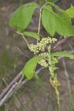 Poison Ivy, Toxicodendron radicans