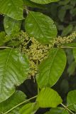 Poison Ivy, Toxicodendron radicans