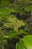 Poison Ivy, Toxicodendron radicans