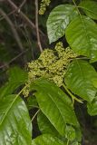 Poison Ivy, Toxicodendron radicans