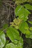 Poison Ivy, Toxicodendron radicans