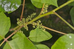 Poison Ivy, Toxicodendron radicans