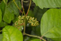 Poison Ivy, Toxicodendron radicans