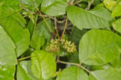 Poison Ivy, Toxicodendron radicans