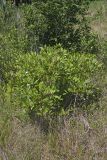 Poison Sumac, Toxicodendron vernix