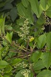 Poison Sumac, Toxicodendron vernix