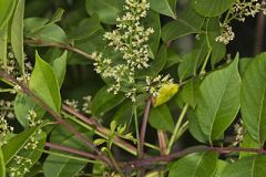 Poison Sumac
