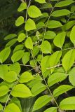 Poison Sumac, Toxicodendron vernix