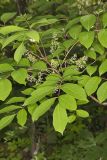 Poison Sumac, Toxicodendron vernix